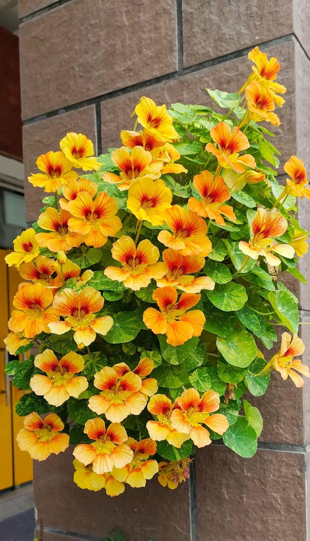 Người thông minh trồng cây cảnh bình an, lá xanh, hoa thắm, chữa bệnh, ăn ngon, mang may mắn cho gia đình- Ảnh 8. Người thông minh trồng cây cảnh bình an, lá xanh, hoa thắm, chữa bệnh, ăn ngon, mang may mắn cho gia đình- Ảnh 8.