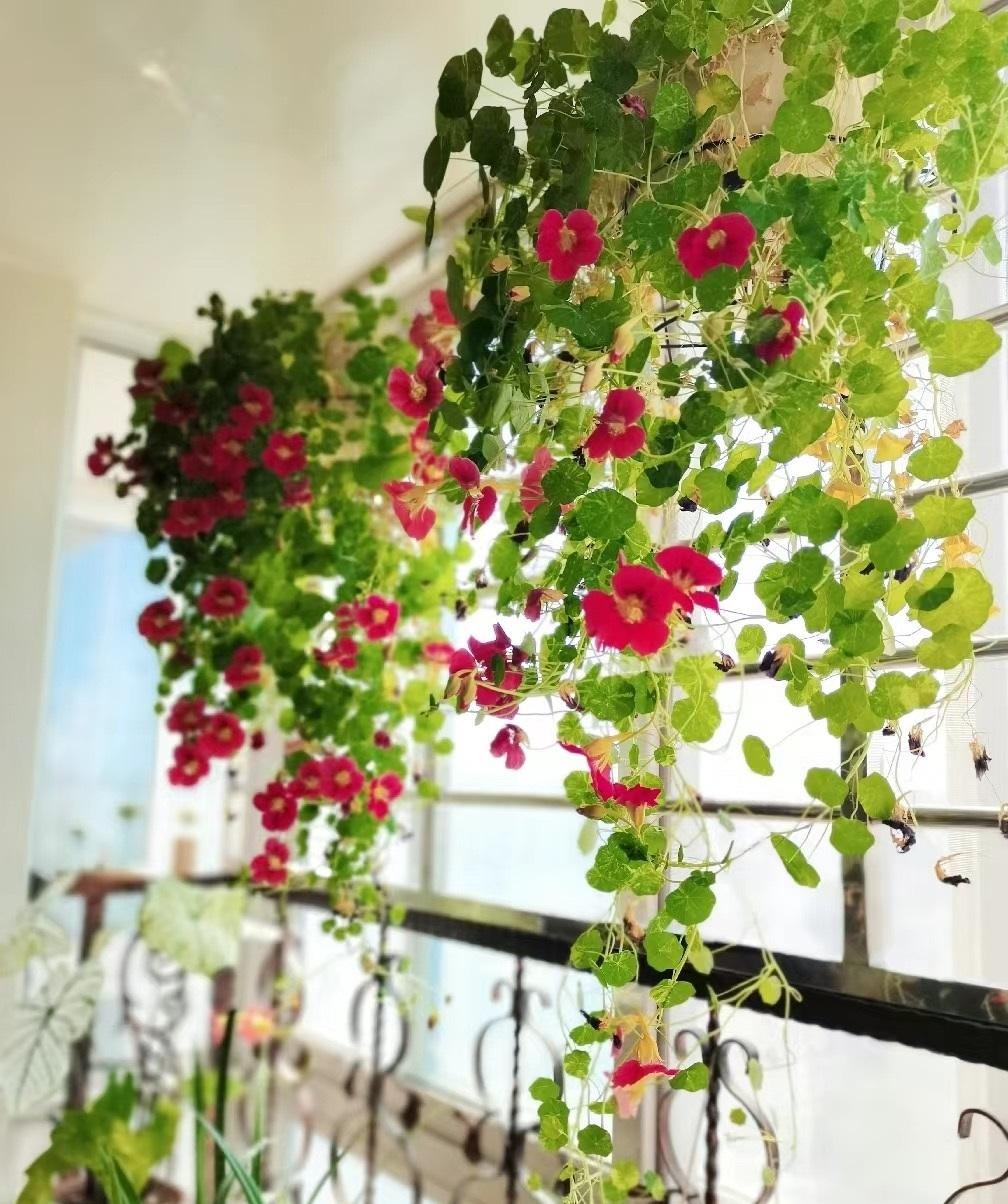 Người thông minh trồng cây cảnh bình an, lá xanh, hoa thắm, chữa bệnh, ăn ngon, mang may mắn cho gia đình- Ảnh 14. Người thông minh trồng cây cảnh bình an, lá xanh, hoa thắm, chữa bệnh, ăn ngon, mang may mắn cho gia đình- Ảnh 14.