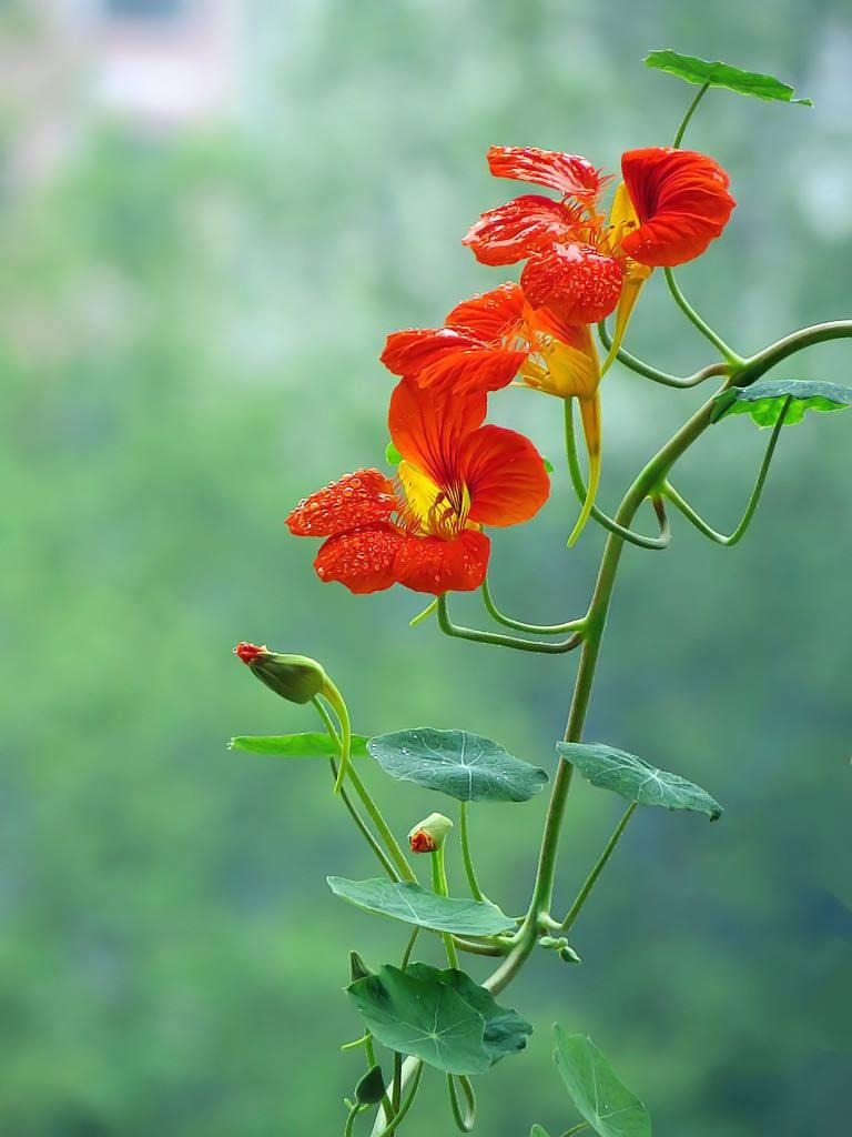Người thông minh trồng cây cảnh bình an, lá xanh, hoa thắm, chữa bệnh, ăn ngon, mang may mắn cho gia đình- Ảnh 13. Người thông minh trồng cây cảnh bình an, lá xanh, hoa thắm, chữa bệnh, ăn ngon, mang may mắn cho gia đình- Ảnh 13.