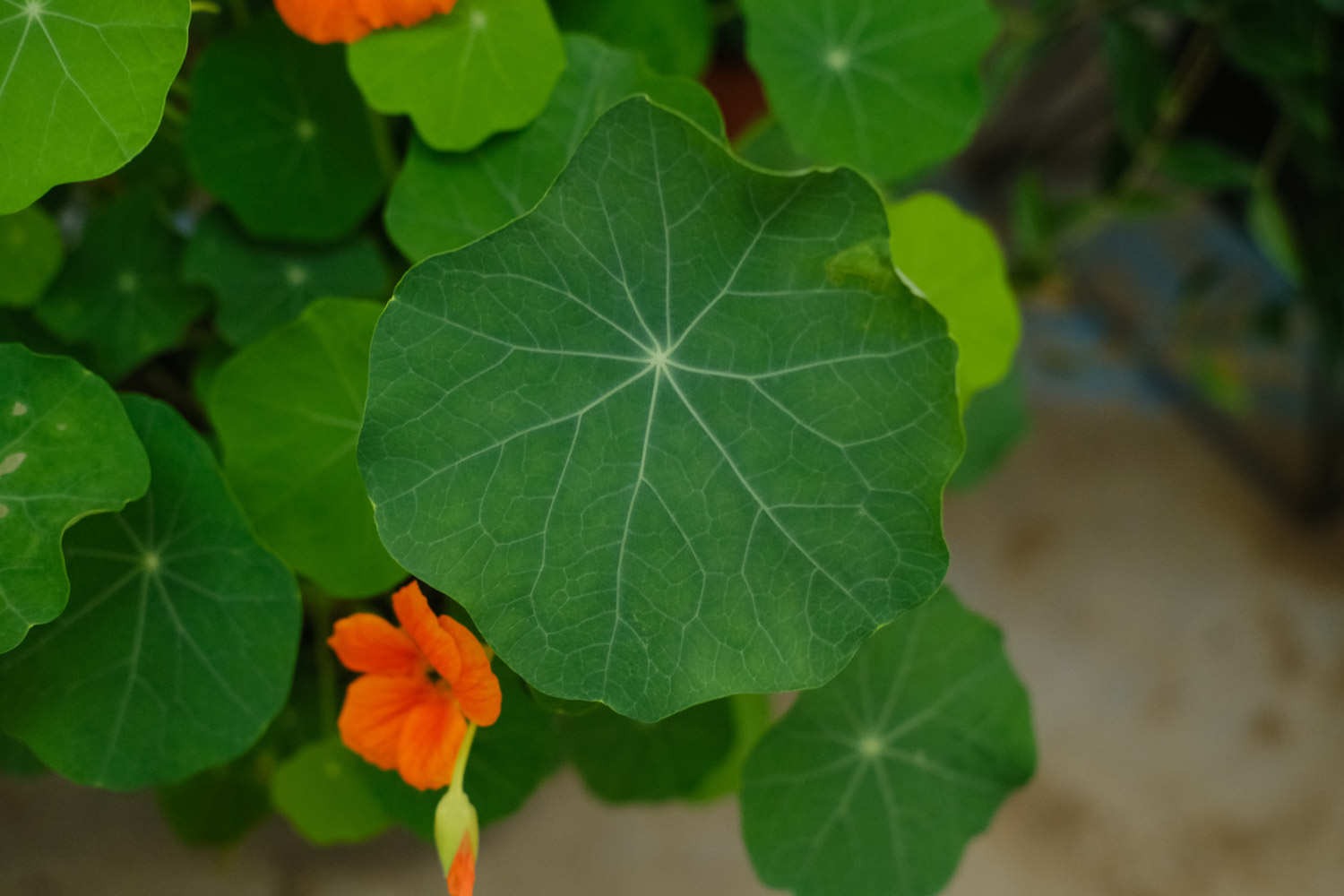 Người thông minh trồng cây cảnh bình an, lá xanh, hoa thắm, chữa bệnh, ăn ngon, mang may mắn cho gia đình- Ảnh 4. Người thông minh trồng cây cảnh bình an, lá xanh, hoa thắm, chữa bệnh, ăn ngon, mang may mắn cho gia đình- Ảnh 4.