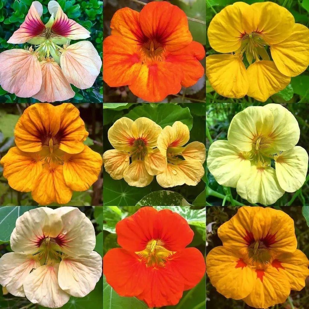 Người thông minh trồng cây cảnh bình an, lá xanh, hoa thắm, chữa bệnh, ăn ngon, mang may mắn cho gia đình- Ảnh 9. Người thông minh trồng cây cảnh bình an, lá xanh, hoa thắm, chữa bệnh, ăn ngon, mang may mắn cho gia đình- Ảnh 9.