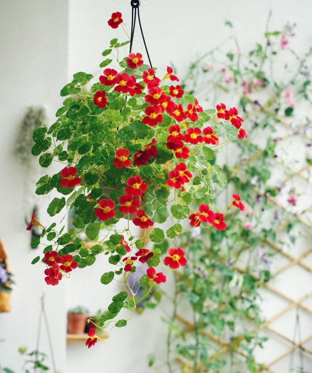 Người thông minh trồng cây cảnh bình an, lá xanh, hoa thắm, chữa bệnh, ăn ngon, mang may mắn cho gia đình- Ảnh 3. Người thông minh trồng cây cảnh bình an, lá xanh, hoa thắm, chữa bệnh, ăn ngon, mang may mắn cho gia đình- Ảnh 3.