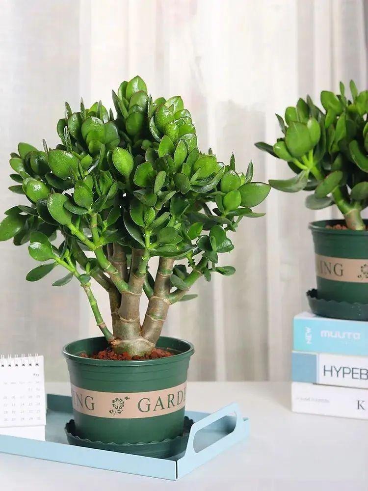 6 cây cảnh dưỡng người, tạo oxy vào ban đêm, đặt trong phòng, ngủ đến tận bình minh- Ảnh 12.