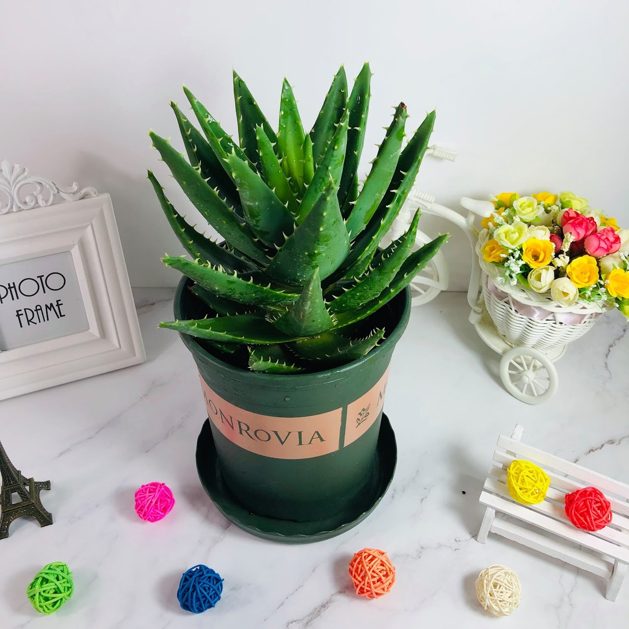 6 cây cảnh dưỡng người, tạo oxy vào ban đêm, đặt trong phòng, ngủ đến tận bình minh- Ảnh 10.