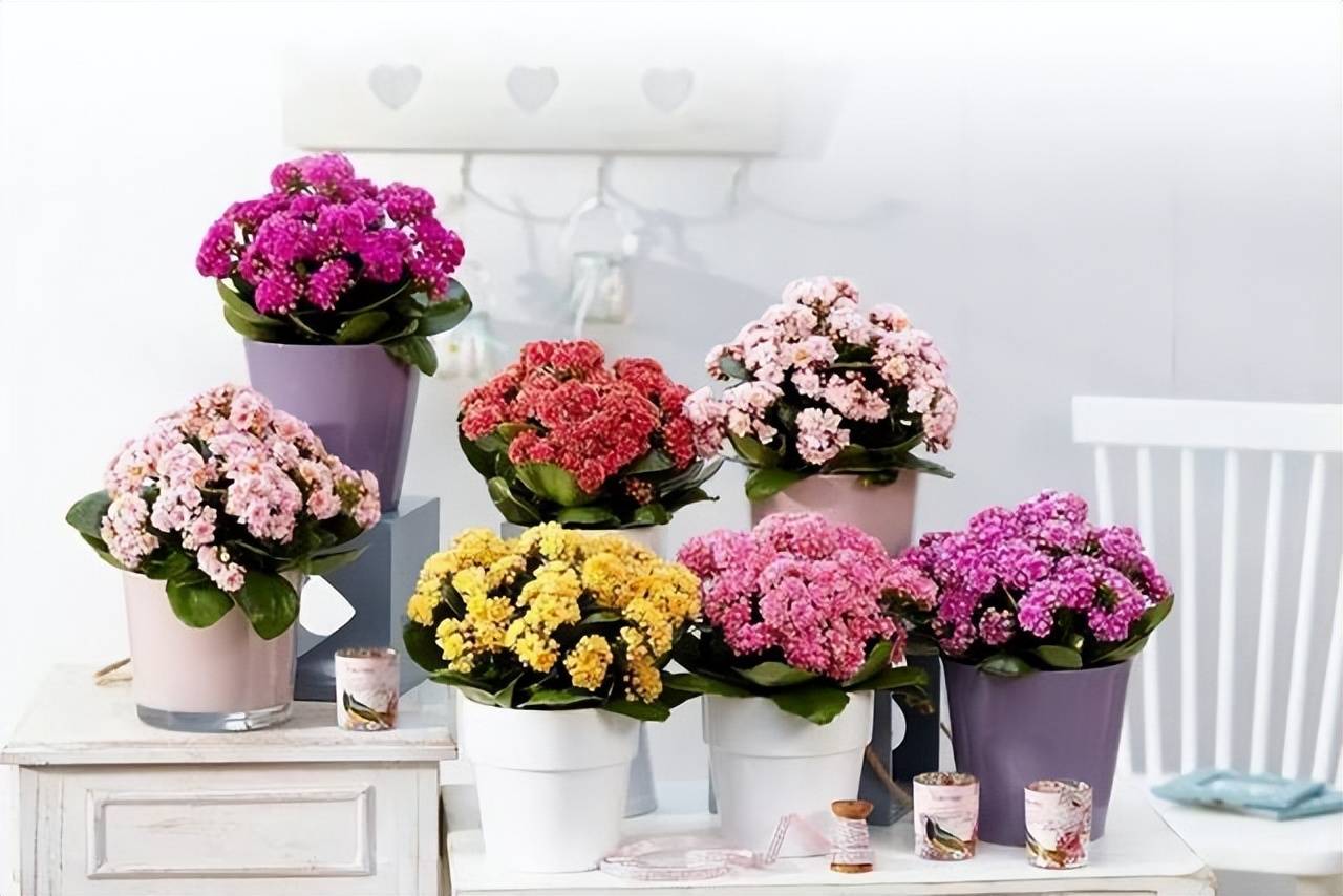 6 cây cảnh dưỡng người, tạo oxy vào ban đêm, đặt trong phòng, ngủ đến tận bình minh- Ảnh 8.