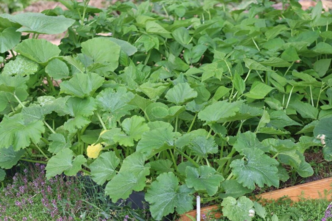 Loại rau "bổ ruột tự nhiên", ăn nhiều nhuận tràng, thông phổi, hạ huyết áp, xào nấu đều ngon- Ảnh 1.