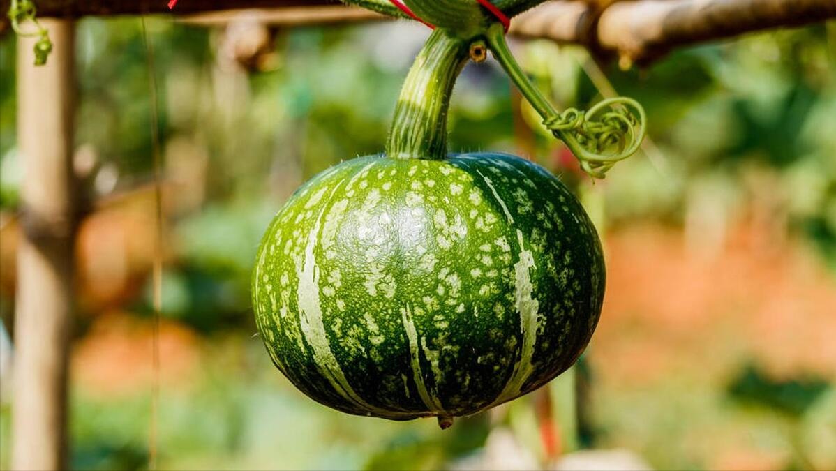Người già dặn: "Mùa hè ăn dưa không cần uống thuốc", 5 loại rau "dưa" cực bổ không nên bỏ qua- Ảnh 2.