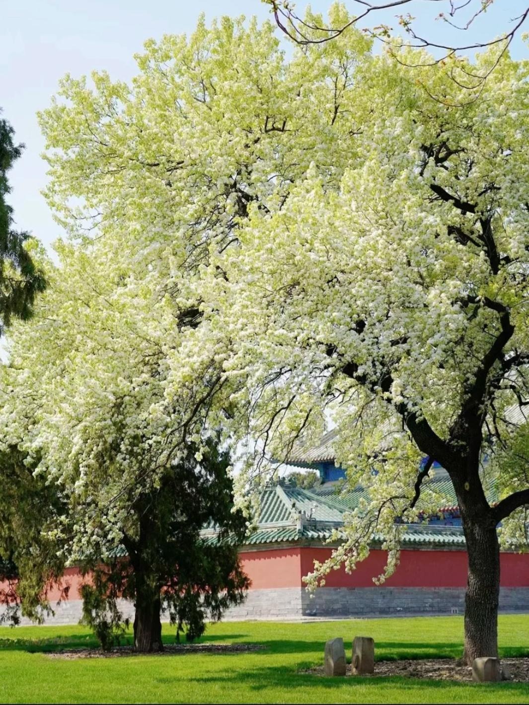 Người xưa nói: "Trong sân có 3 cây, vận khí bị ảnh hưởng, không nghèo khó cũng xui xẻo" - Ảnh 6. Người xưa nói: "Trong sân có 3 cây, vận khí bị ảnh hưởng, không nghèo khó cũng xui xẻo" - Ảnh 6.