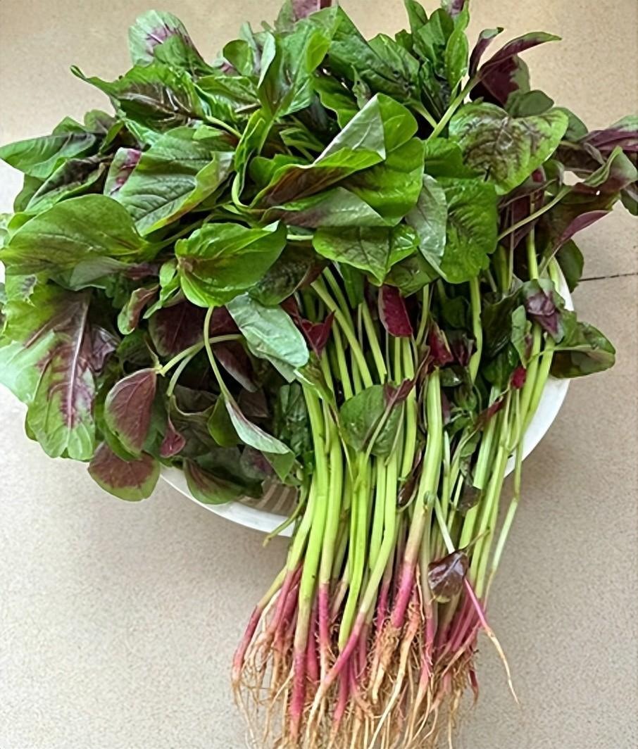 Loại rau nên ăn nhiều trong tháng 6, thanh nhiệt, giải độc, bổ sung canxi, giúp xương chắc khỏe- Ảnh 1.