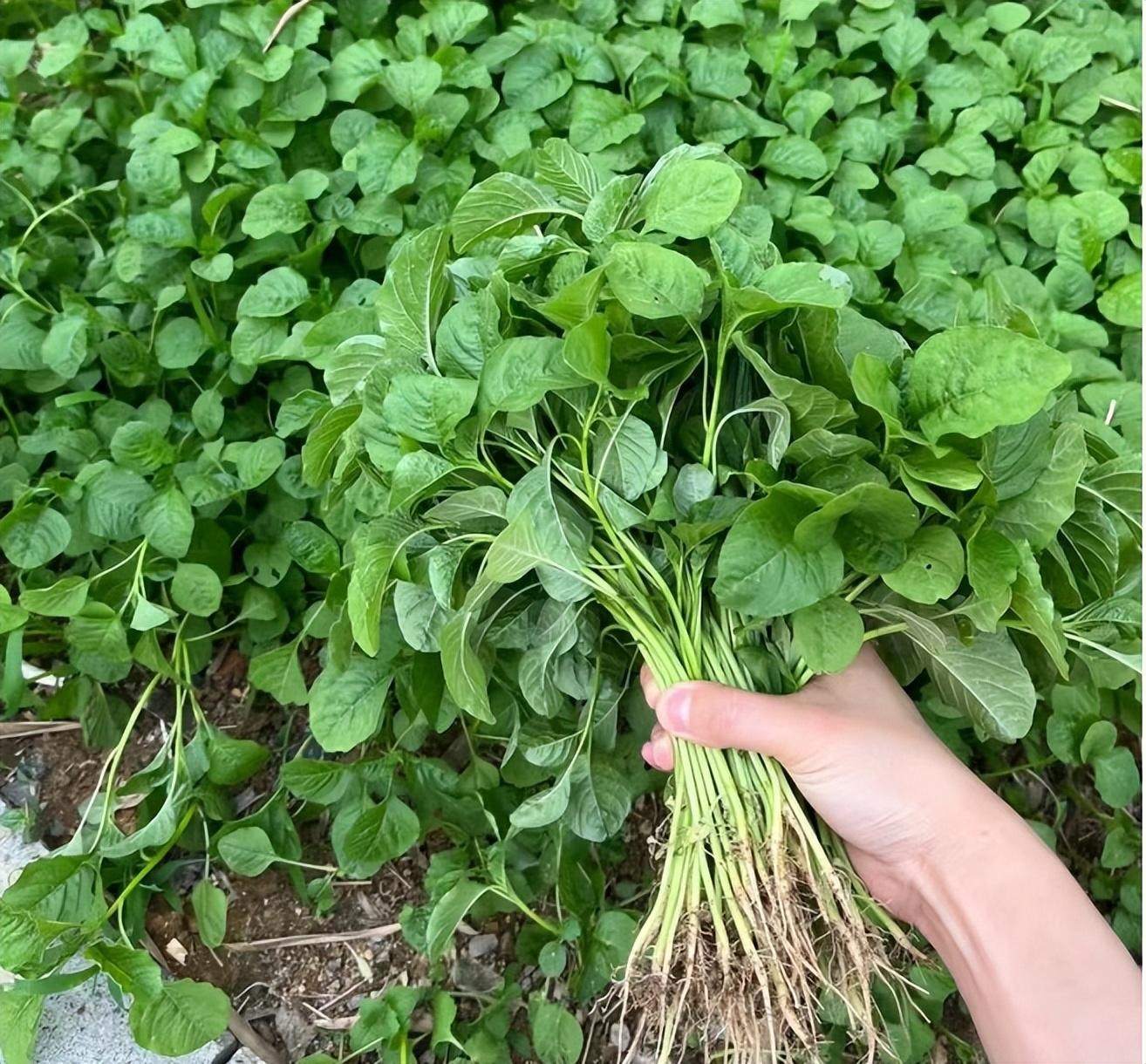 Loại rau nên ăn nhiều trong tháng 6, thanh nhiệt, giải độc, bổ sung canxi, giúp xương chắc khỏe- Ảnh 2.