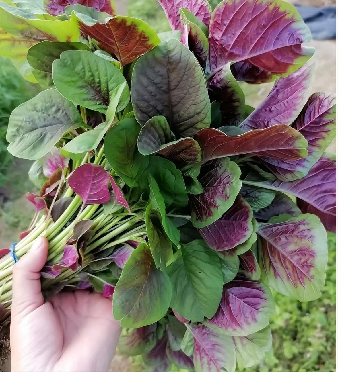 Loại rau nên ăn nhiều trong tháng 6, thanh nhiệt, giải độc, bổ sung canxi, giúp xương chắc khỏe- Ảnh 5.