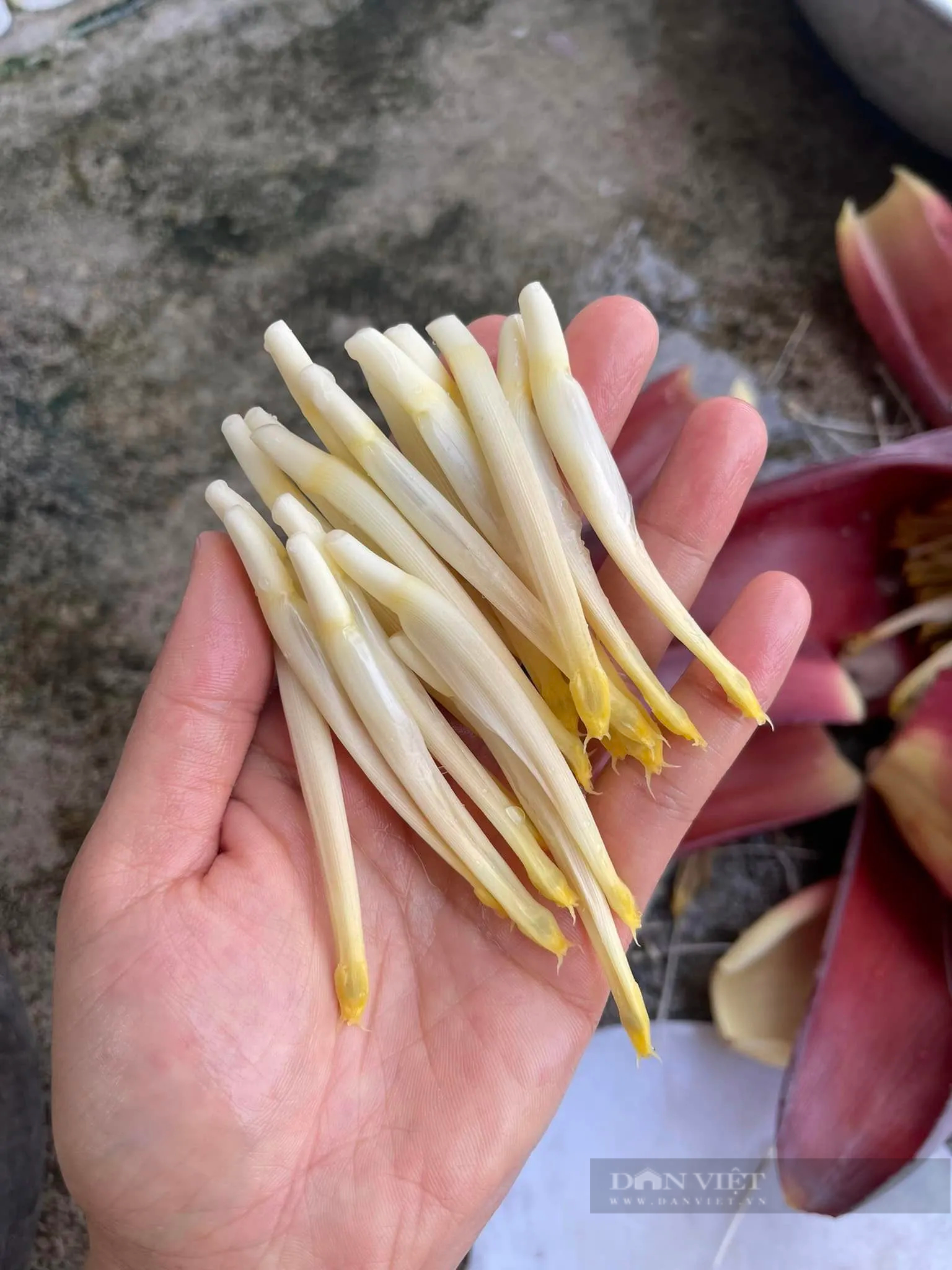 Bộ phận bỏ đi của hoa chuối lại trở thành món "cá cơm" cực ngon nhờ cách chế biến này- Ảnh 2. Bộ phận bỏ đi của hoa chuối lại trở thành món "cá cơm" cực ngon nhờ cách chế biến này- Ảnh 2.