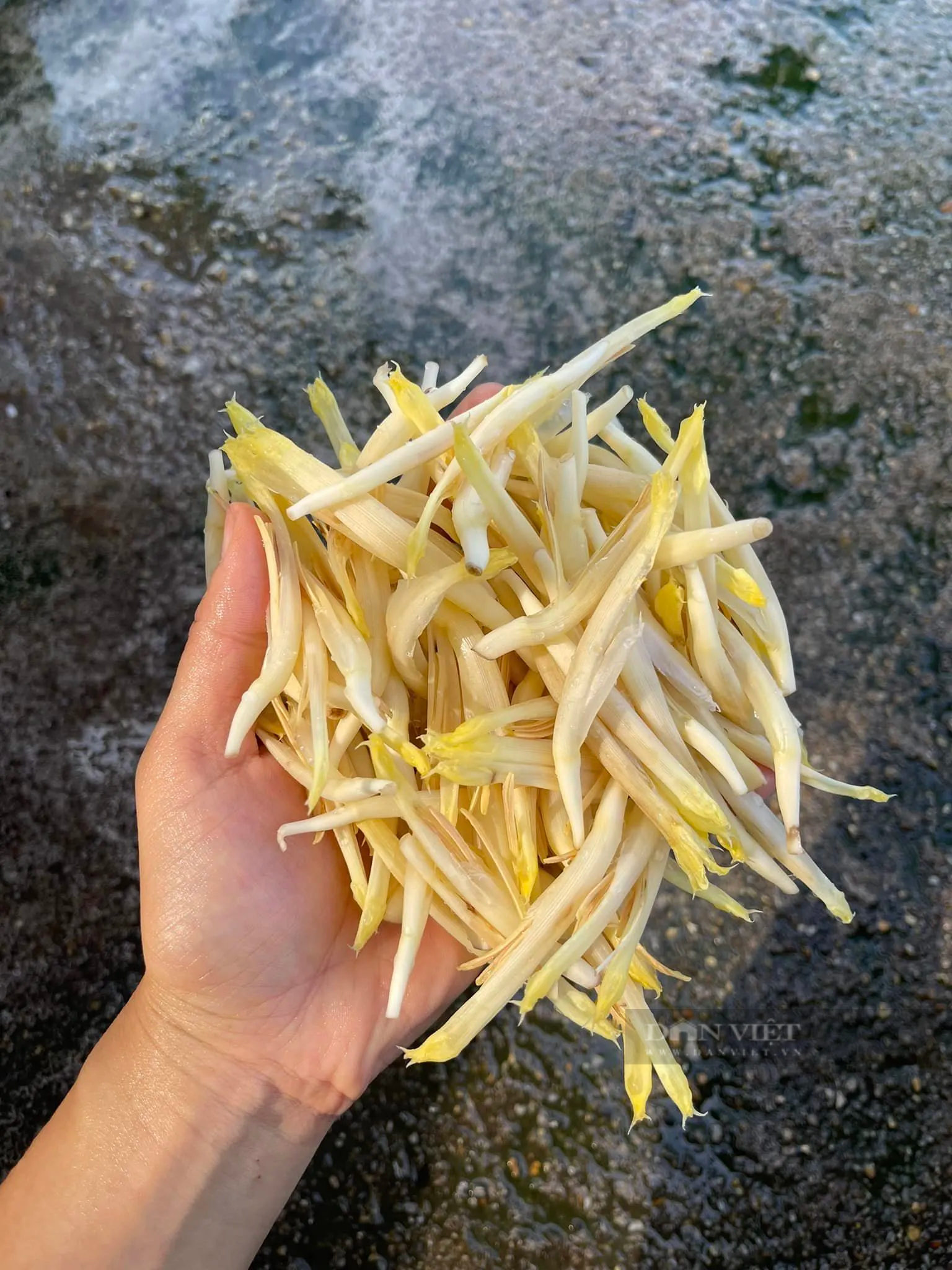 Bộ phận bỏ đi của hoa chuối lại trở thành món "cá cơm" cực ngon nhờ cách chế biến này- Ảnh 4. Bộ phận bỏ đi của hoa chuối lại trở thành món "cá cơm" cực ngon nhờ cách chế biến này- Ảnh 4.