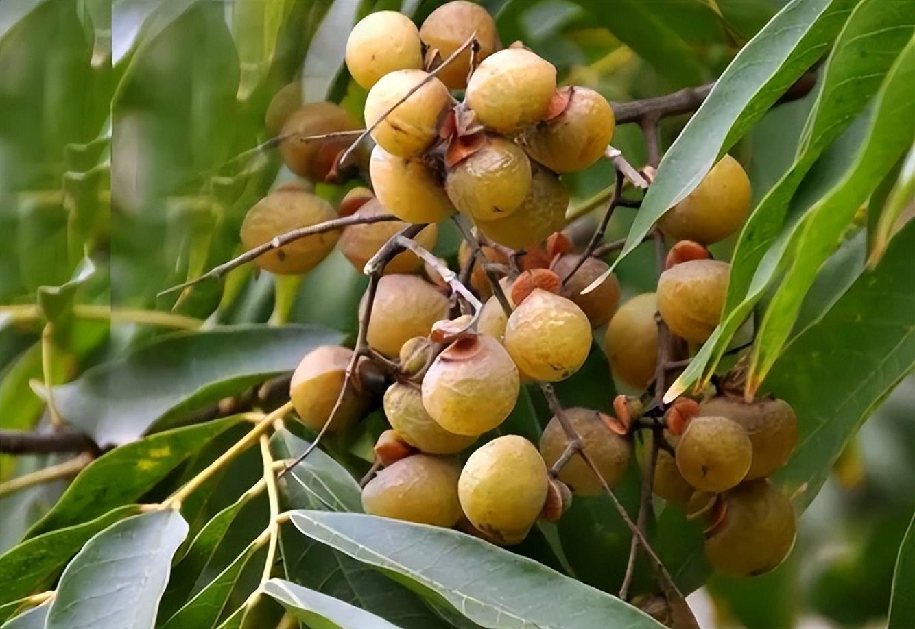 Người xưa dặn: "Trong nhà có 4 cây vàng, con cháu trăm năm phú quý, xui xẻo tránh xa"- Ảnh 4. Người xưa dặn: "Trong nhà có 4 cây vàng, con cháu trăm năm phú quý, xui xẻo tránh xa"- Ảnh 4.