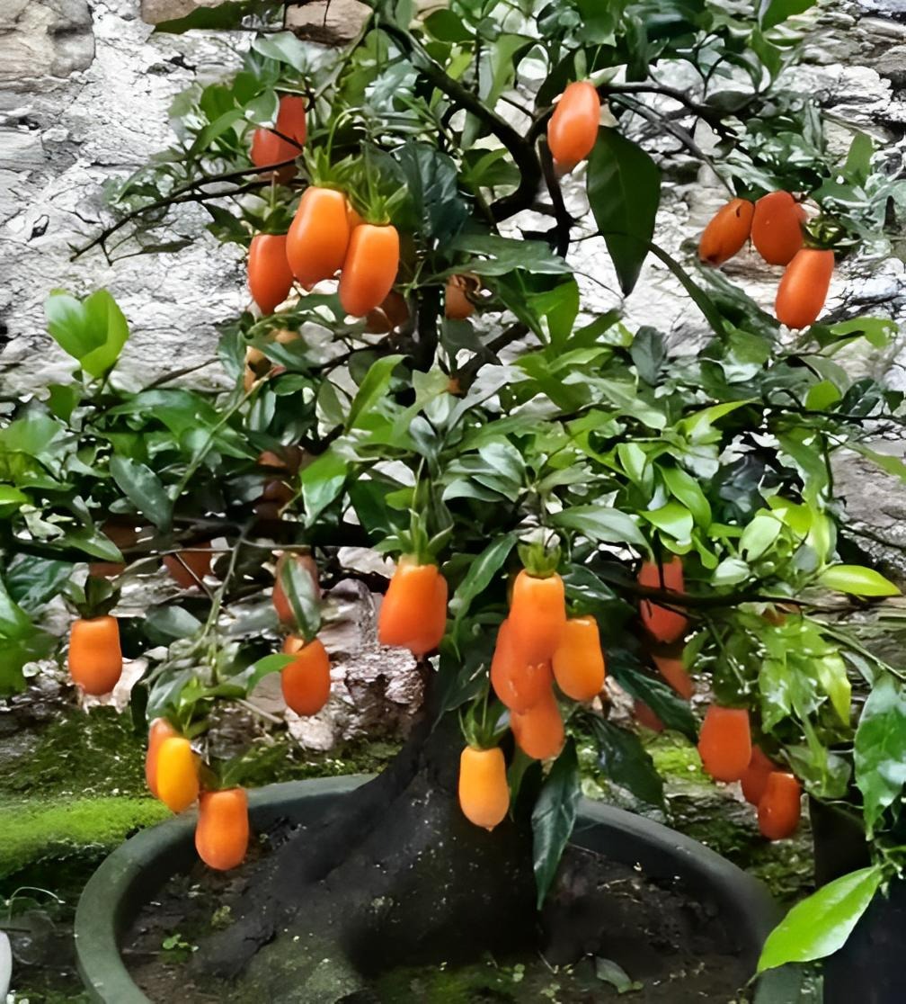 Người xưa dặn: "Trong nhà có 4 cây vàng, con cháu trăm năm phú quý, xui xẻo tránh xa"- Ảnh 14. Người xưa dặn: "Trong nhà có 4 cây vàng, con cháu trăm năm phú quý, xui xẻo tránh xa"- Ảnh 14.