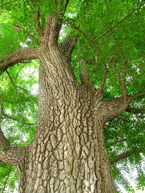 Người xưa dặn: "Trong nhà có 4 cây vàng, con cháu trăm năm phú quý, xui xẻo tránh xa"- Ảnh 11. Người xưa dặn: "Trong nhà có 4 cây vàng, con cháu trăm năm phú quý, xui xẻo tránh xa"- Ảnh 11.