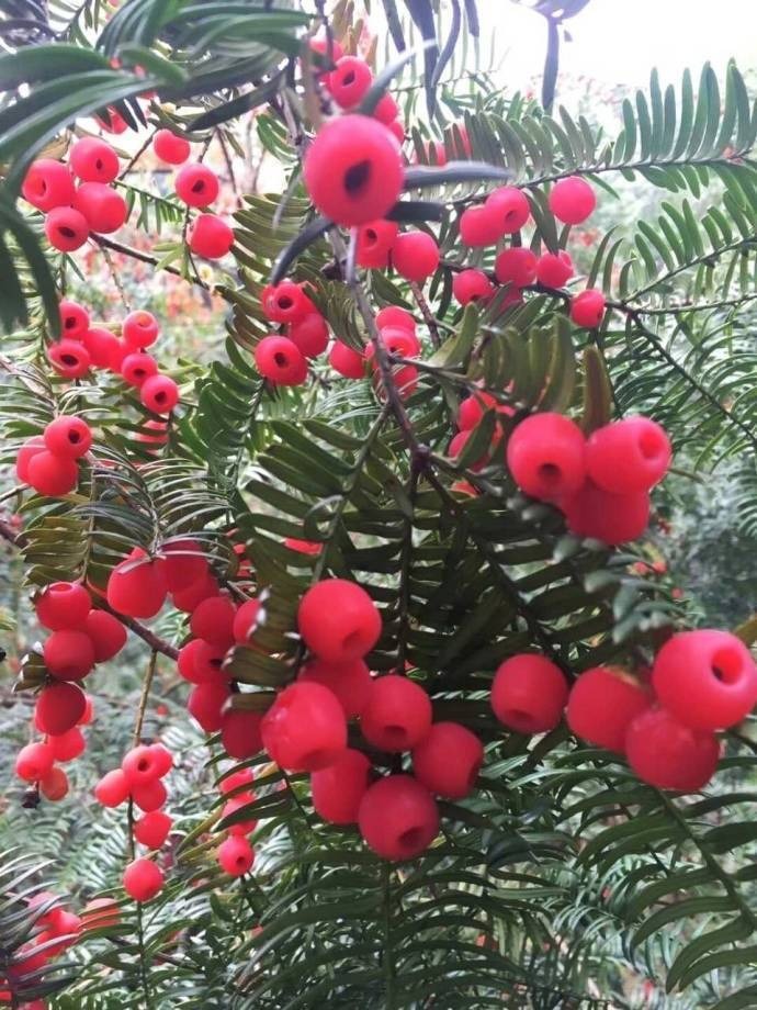 Người xưa dặn: "Trong nhà có 4 cây vàng, con cháu trăm năm phú quý, xui xẻo tránh xa"- Ảnh 10. Người xưa dặn: "Trong nhà có 4 cây vàng, con cháu trăm năm phú quý, xui xẻo tránh xa"- Ảnh 10.
