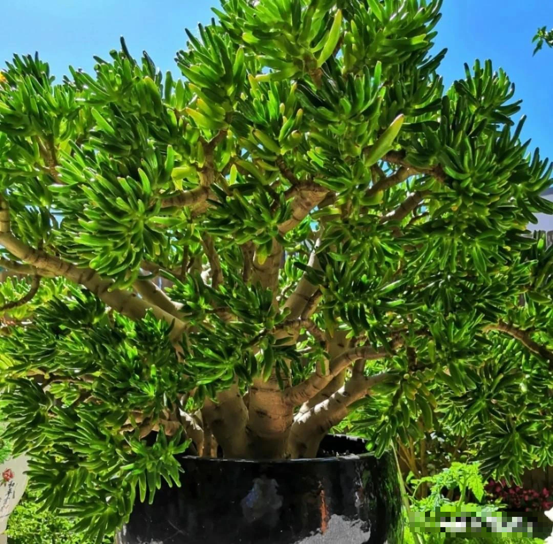 5 cây cảnh "Thần giữ của", tích phú, trữ tiền, vào mùa hè, kẻ lười nuôi "giàu", người siêng nuôi héo- Ảnh 15.