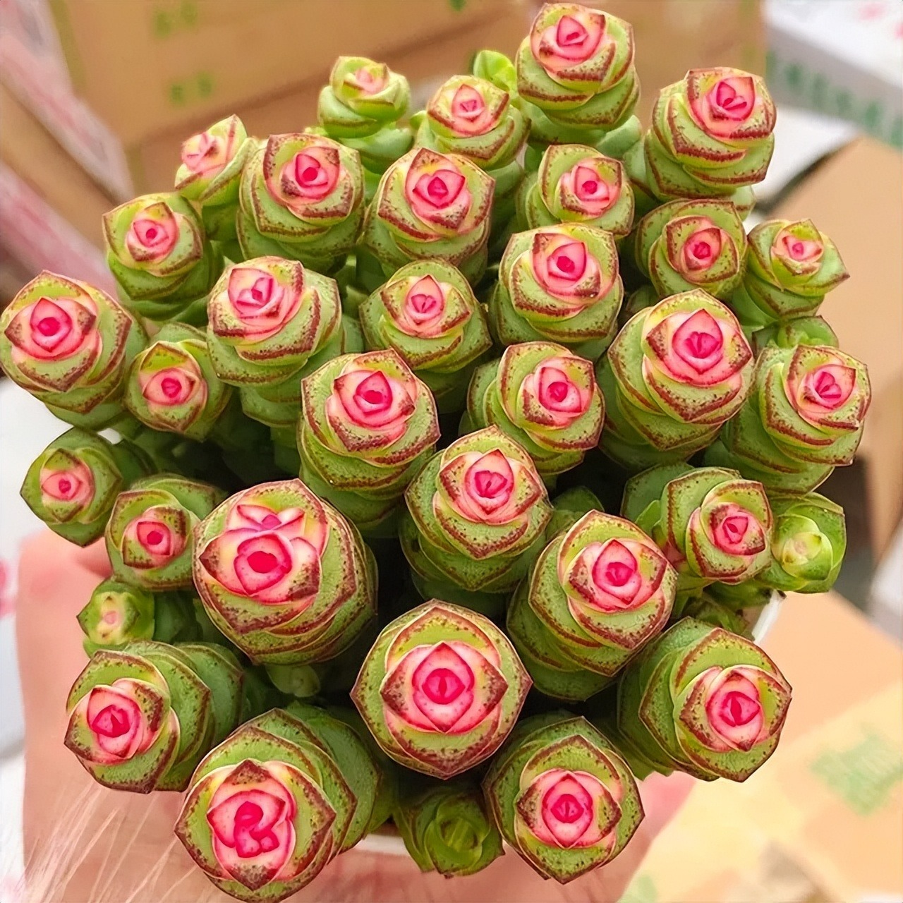 5 cây cảnh "Thần giữ của", tích phú, trữ tiền, vào mùa hè, kẻ lười nuôi "giàu", người siêng nuôi héo- Ảnh 8.