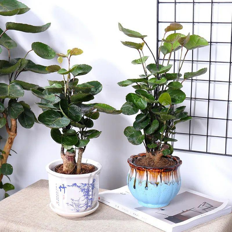 5 cây cảnh "Thần giữ của", tích phú, trữ tiền, vào mùa hè, kẻ lười nuôi "giàu", người siêng nuôi héo- Ảnh 12.