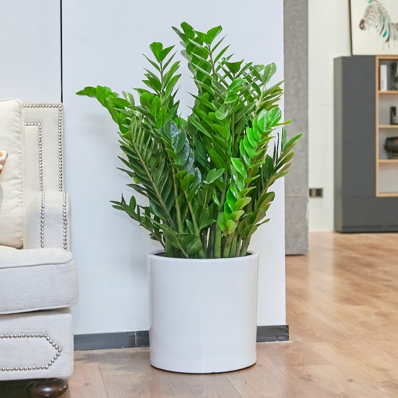 5 cây cảnh "Thần giữ của", tích phú, trữ tiền, vào mùa hè, kẻ lười nuôi "giàu", người siêng nuôi héo- Ảnh 3.