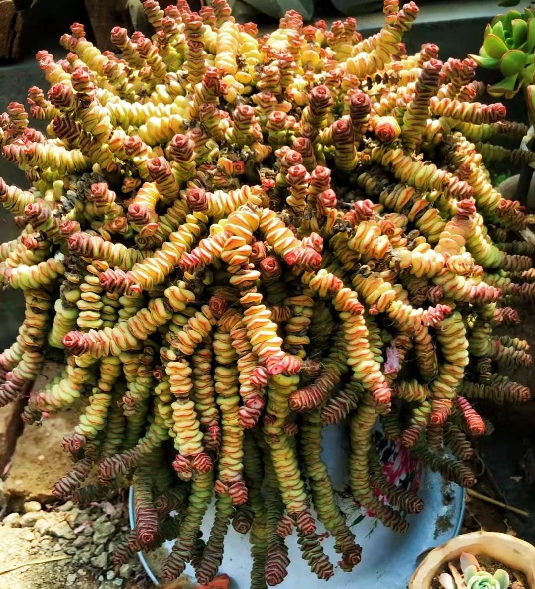 5 cây cảnh "Thần giữ của", tích phú, trữ tiền, vào mùa hè, kẻ lười nuôi "giàu", người siêng nuôi héo- Ảnh 10.