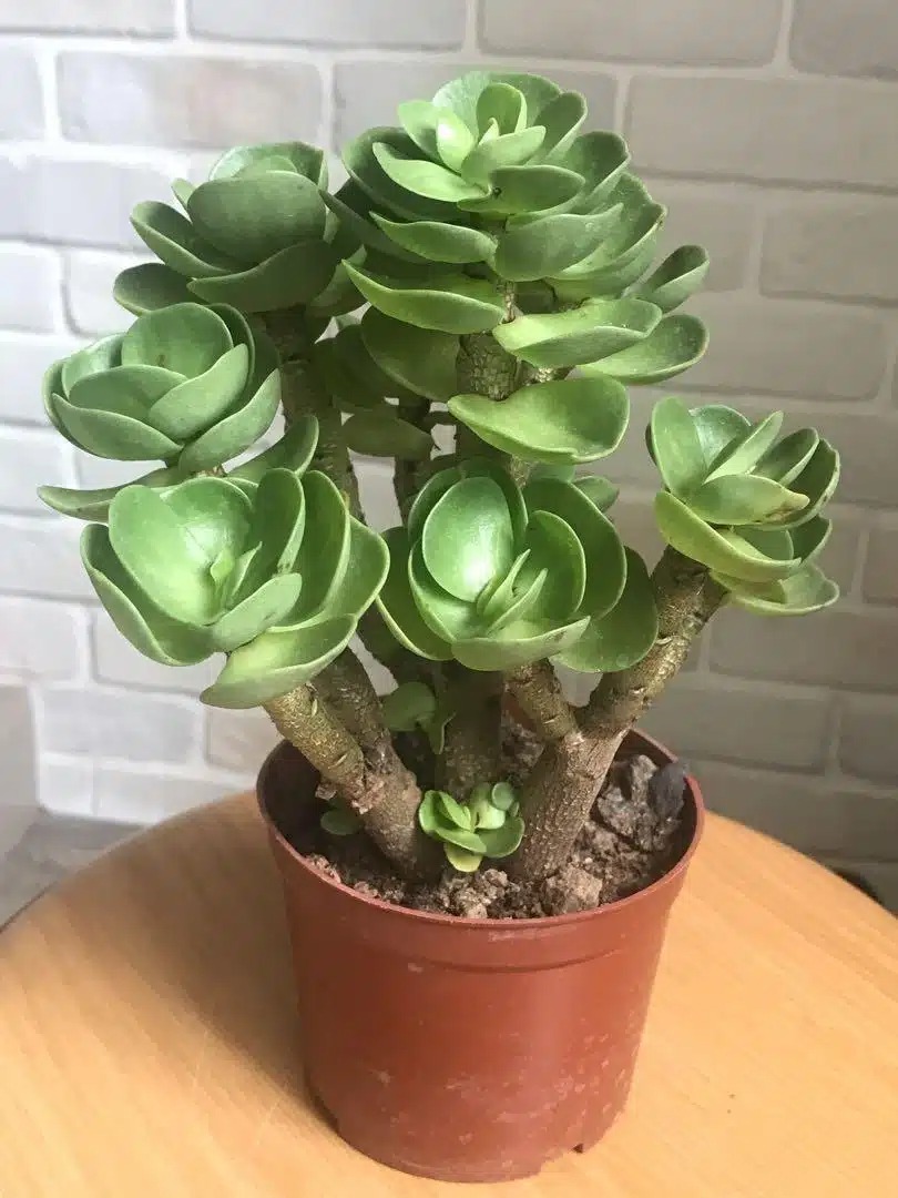 5 cây cảnh "Thần giữ của", tích phú, trữ tiền, vào mùa hè, kẻ lười nuôi "giàu", người siêng nuôi héo- Ảnh 7.