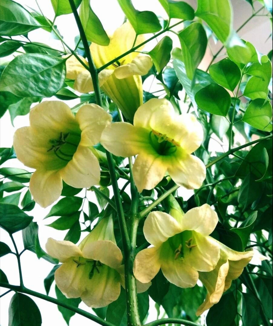 Người xưa nói: 