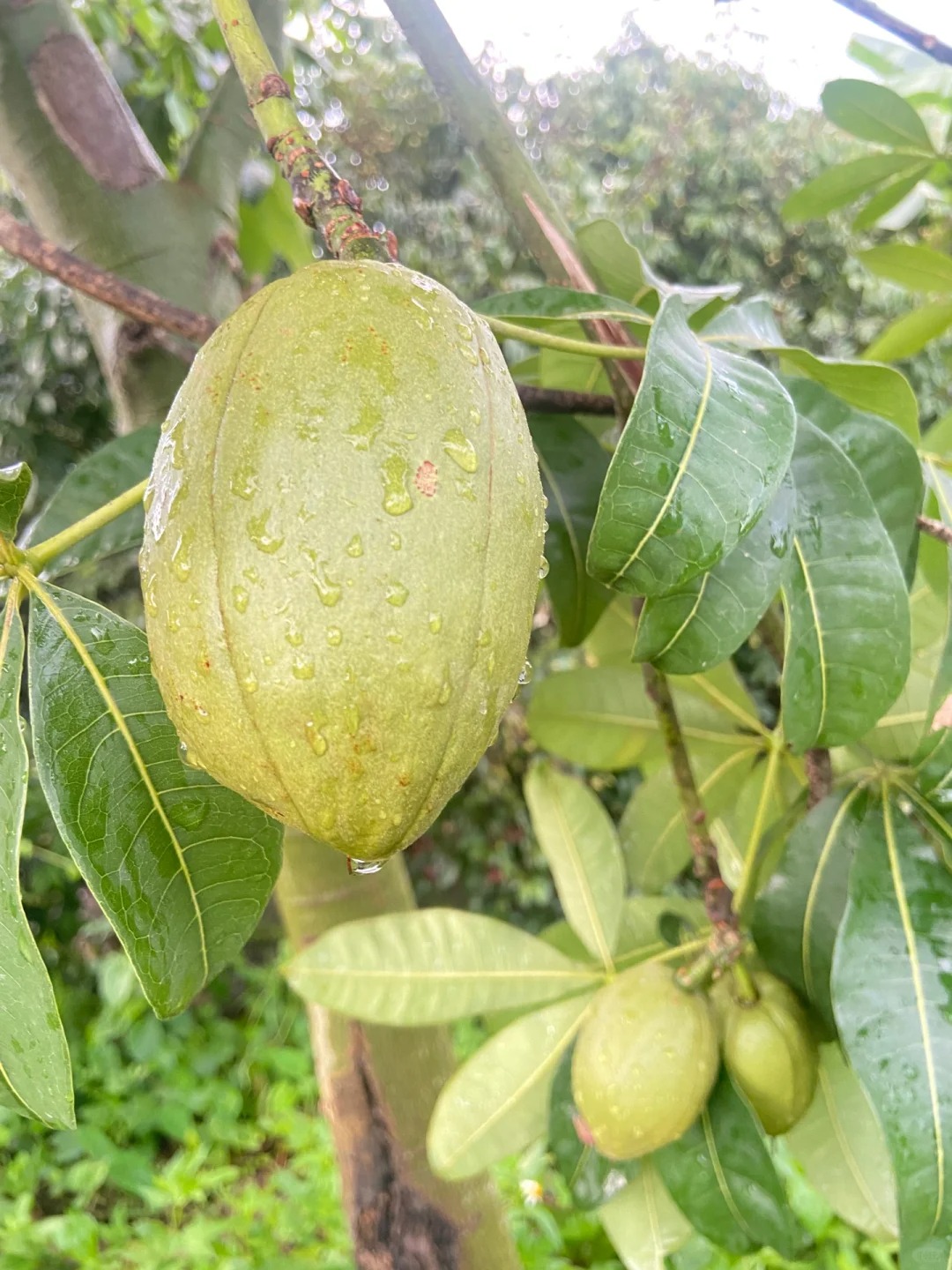 Người xưa nói: 