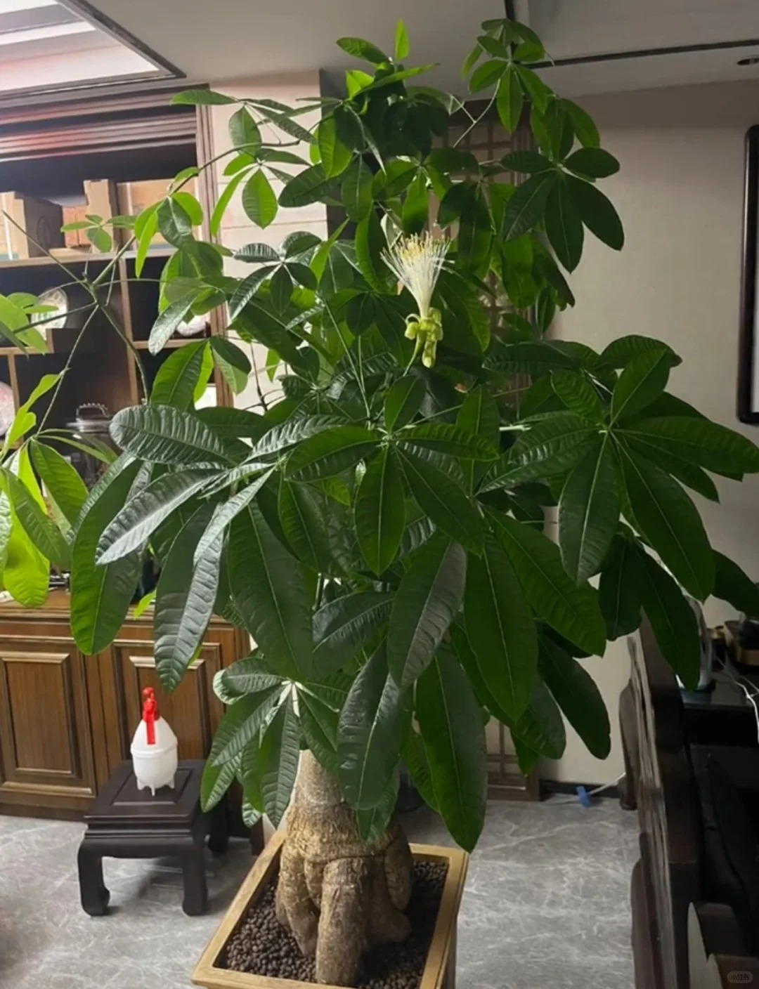 Người xưa nói: 