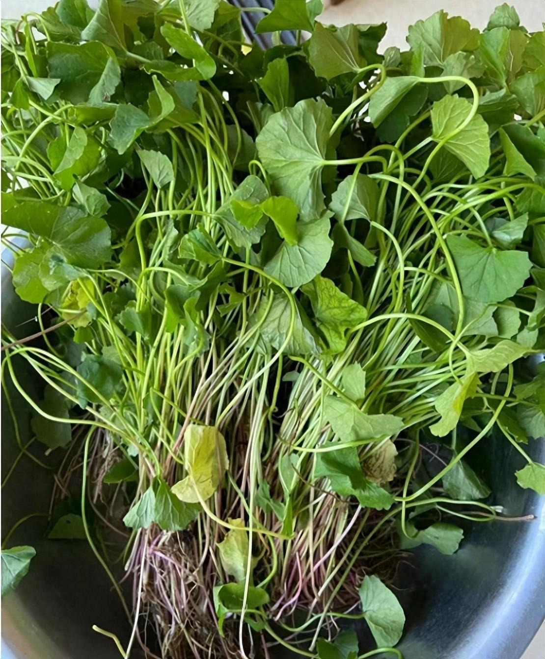 Loại rau dại như "thuốc bổ não", thanh nhiệt, giải độc, cải thiện trí nhớ, làm thạch mát rượi, thơm phức- Ảnh 1.