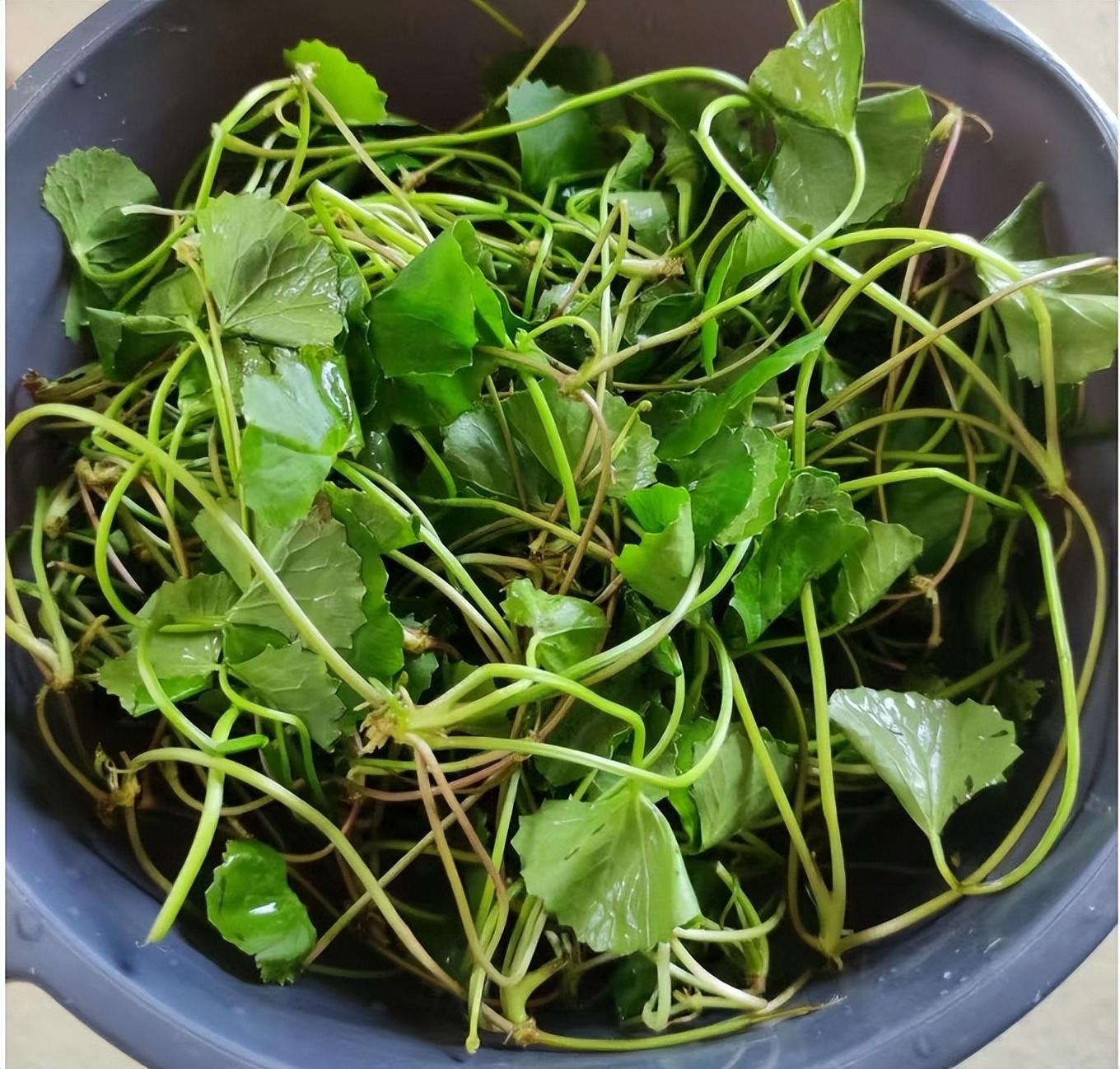 Loại rau dại như "thuốc bổ não", thanh nhiệt, giải độc, cải thiện trí nhớ, làm thạch mát rượi, thơm phức- Ảnh 4.