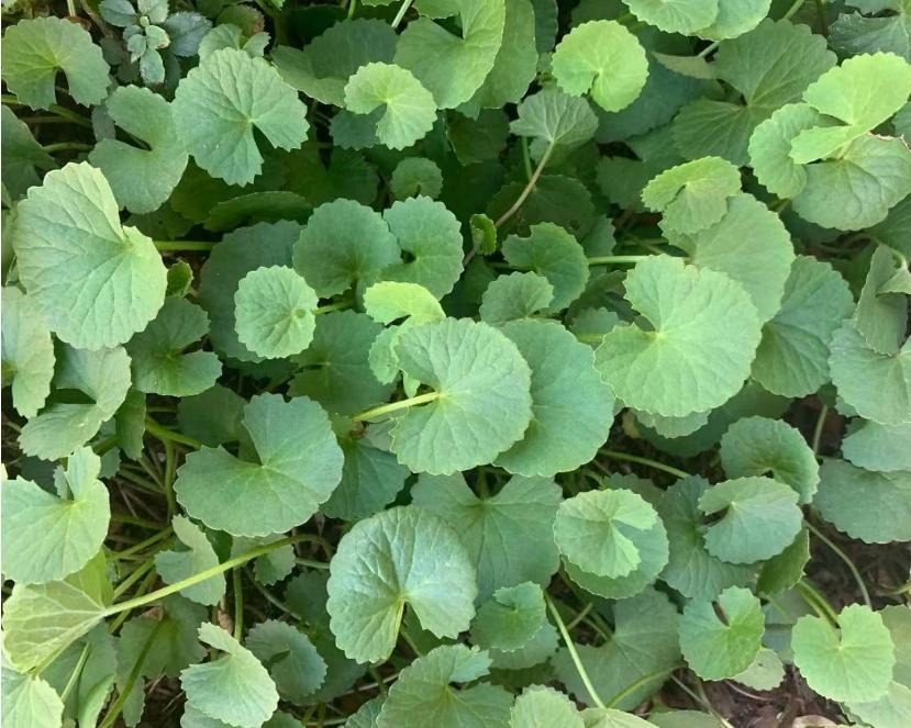 Loại rau dại như "thuốc bổ não", thanh nhiệt, giải độc, cải thiện trí nhớ, làm thạch mát rượi, thơm phức- Ảnh 11.