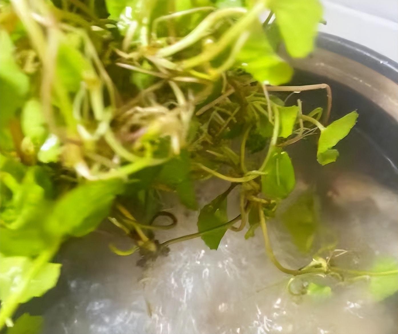 Loại rau dại như "thuốc bổ não", thanh nhiệt, giải độc, cải thiện trí nhớ, làm thạch mát rượi, thơm phức- Ảnh 14.