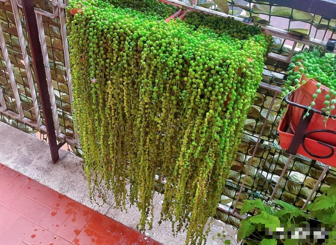 Cây cảnh như dòng thác xanh dài 2m, mang phúc lộc vào nhà, mùa hè không cẩn thận là còn chậu rỗng- Ảnh 2.