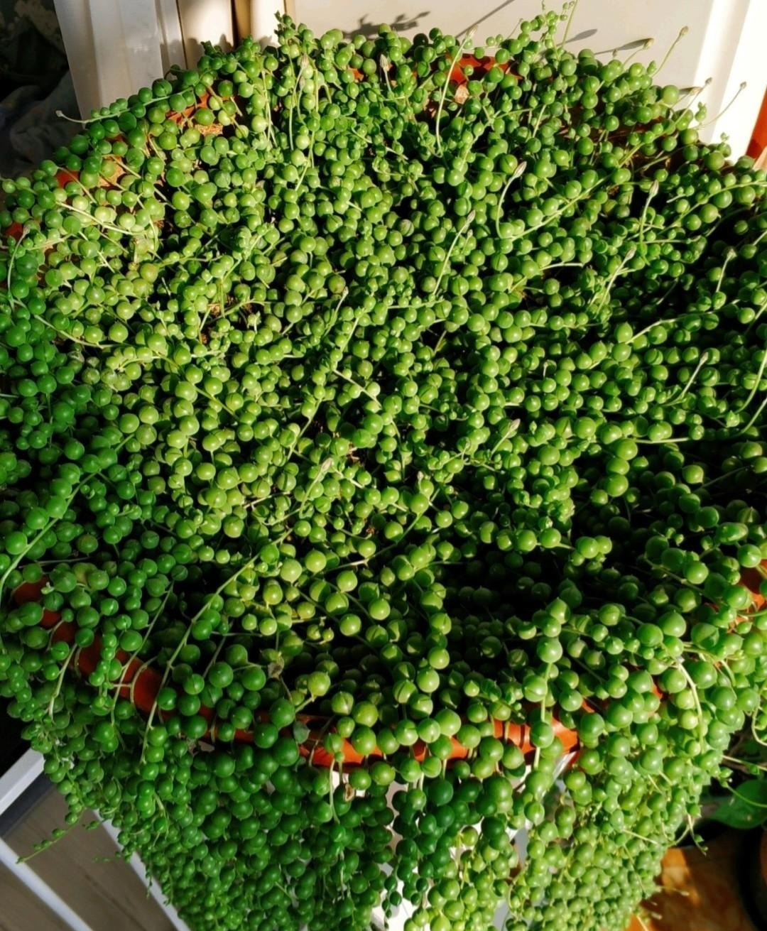 Cây cảnh như dòng thác xanh dài 2m, mang phúc lộc vào nhà, mùa hè không cẩn thận là còn chậu rỗng- Ảnh 3.