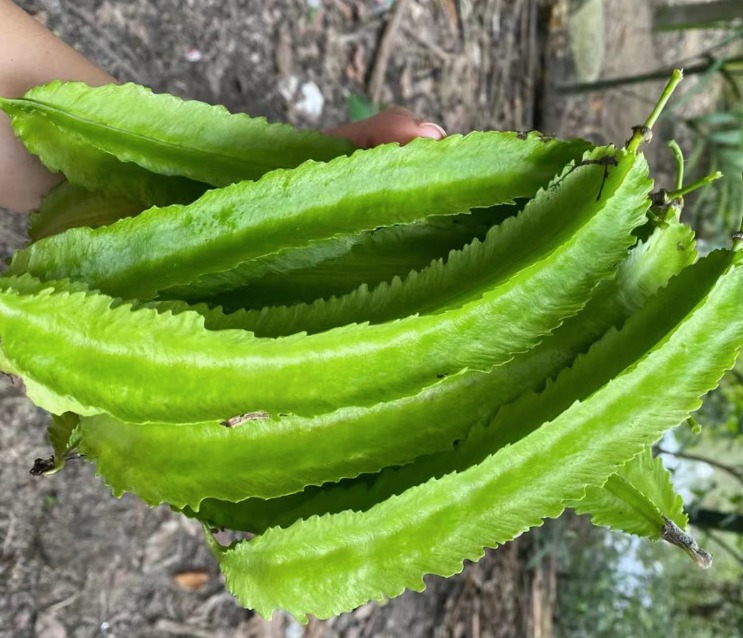 Loại rau như con sâu bự, giàu vitamin, bảo vệ thị lực, giúp xương chắc khỏe, xào thịt rất thơm- Ảnh 3.