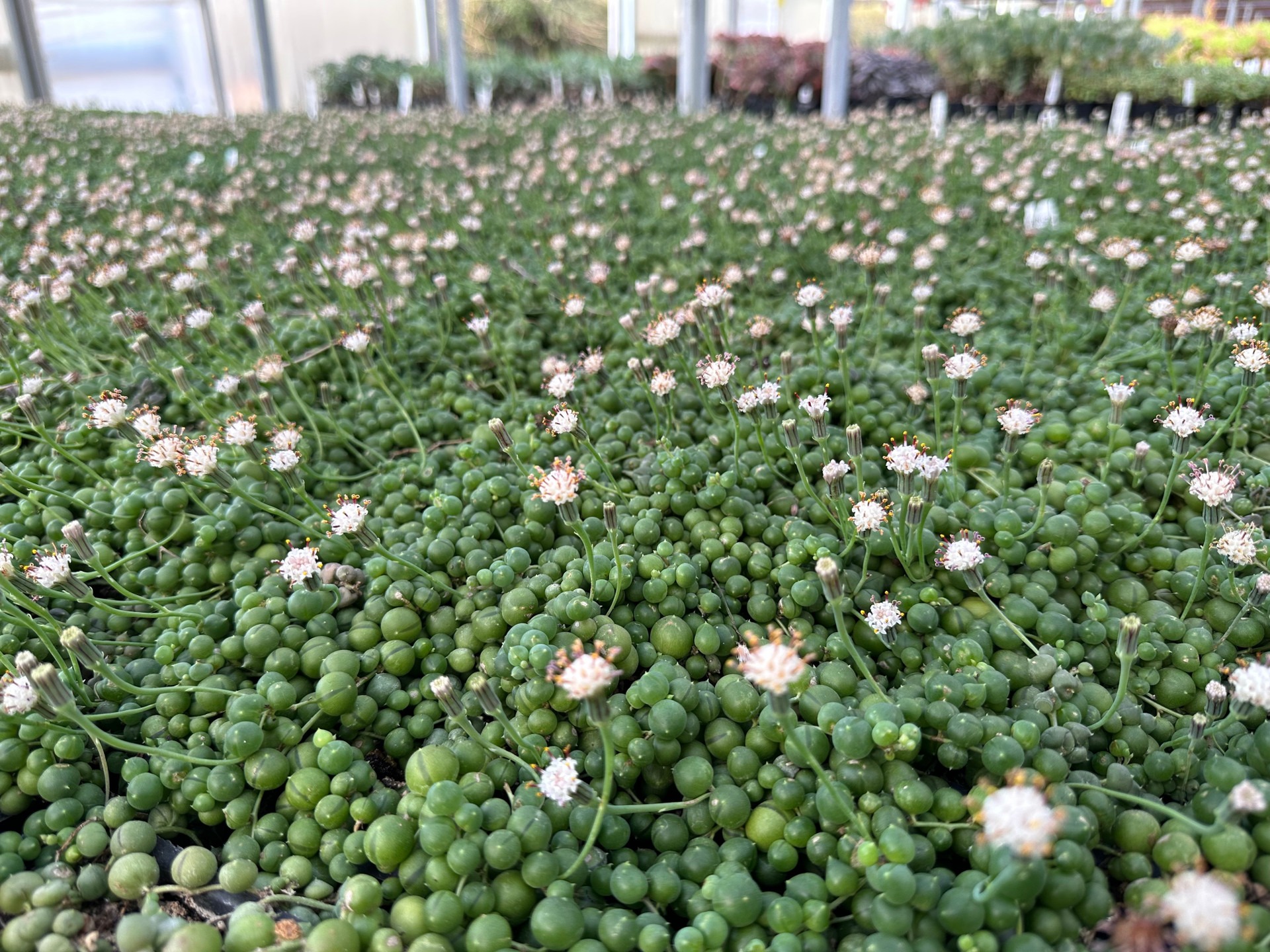 Cây cảnh như dòng thác xanh dài 2m, mang phúc lộc vào nhà, mùa hè không cẩn thận là còn chậu rỗng- Ảnh 13.