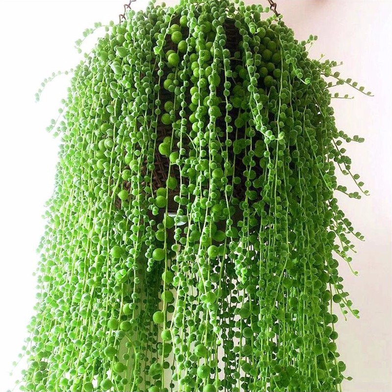Cây cảnh như dòng thác xanh dài 2m, mang phúc lộc vào nhà, mùa hè không cẩn thận là còn chậu rỗng- Ảnh 10.