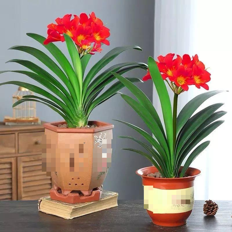 Người xưa dặn: "Giữ 5 loài hoa thịnh vượng trong nhà, may mắn kéo dài, con cháu hưởng lợi" - Ảnh 5. Người xưa dặn: "Giữ 5 loài hoa thịnh vượng trong nhà, may mắn kéo dài, con cháu hưởng lợi" - Ảnh 5.