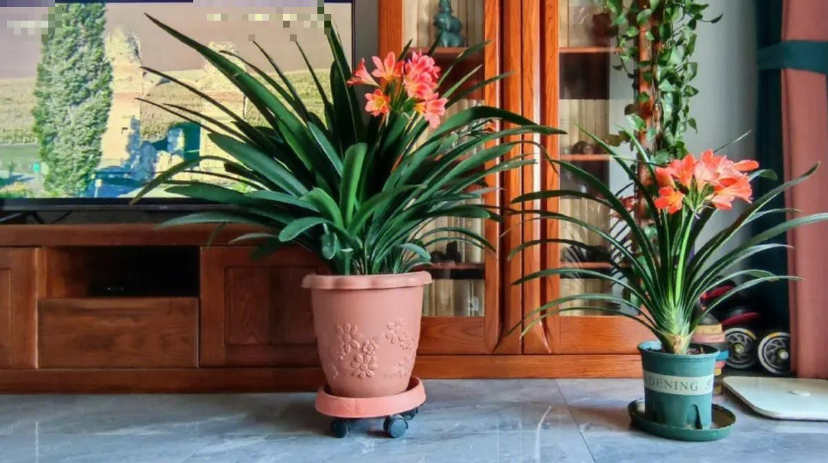 Người xưa dặn: "Giữ 5 loài hoa thịnh vượng trong nhà, may mắn kéo dài, con cháu hưởng lợi" - Ảnh 4. Người xưa dặn: "Giữ 5 loài hoa thịnh vượng trong nhà, may mắn kéo dài, con cháu hưởng lợi" - Ảnh 4.