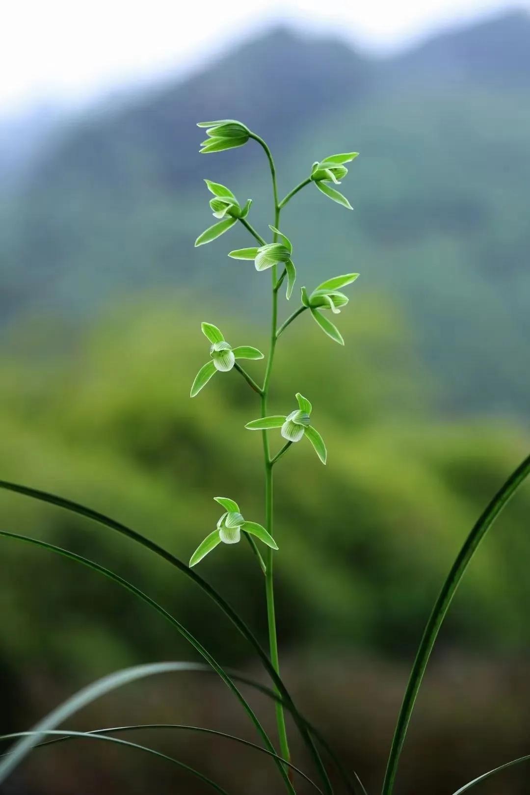 Người xưa dặn: "Giữ 5 loài hoa thịnh vượng trong nhà, may mắn kéo dài, con cháu hưởng lợi" - Ảnh 8. Người xưa dặn: "Giữ 5 loài hoa thịnh vượng trong nhà, may mắn kéo dài, con cháu hưởng lợi" - Ảnh 8.
