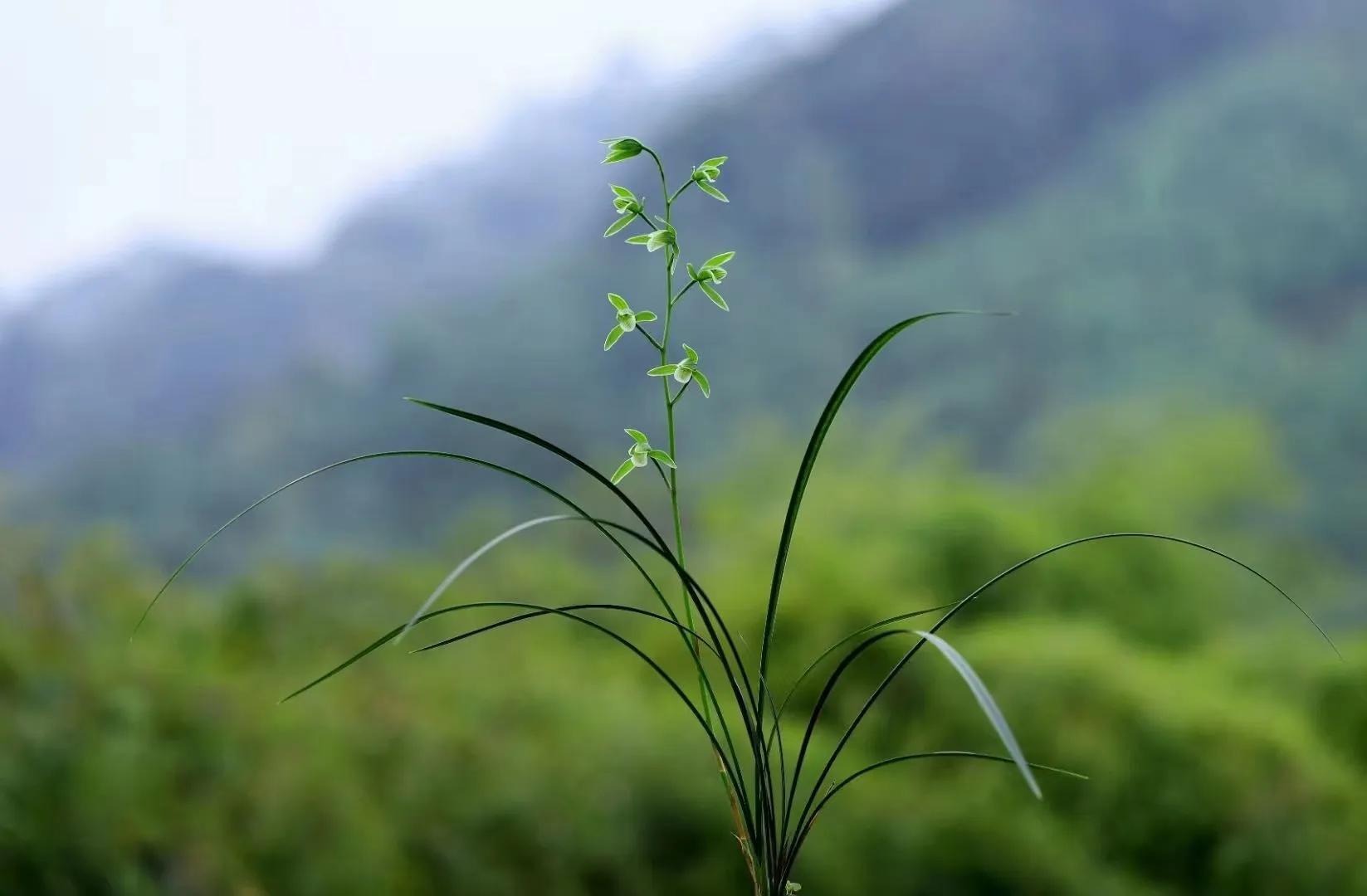 Người xưa dặn: "Giữ 5 loài hoa thịnh vượng trong nhà, may mắn kéo dài, con cháu hưởng lợi" - Ảnh 9. Người xưa dặn: "Giữ 5 loài hoa thịnh vượng trong nhà, may mắn kéo dài, con cháu hưởng lợi" - Ảnh 9.
