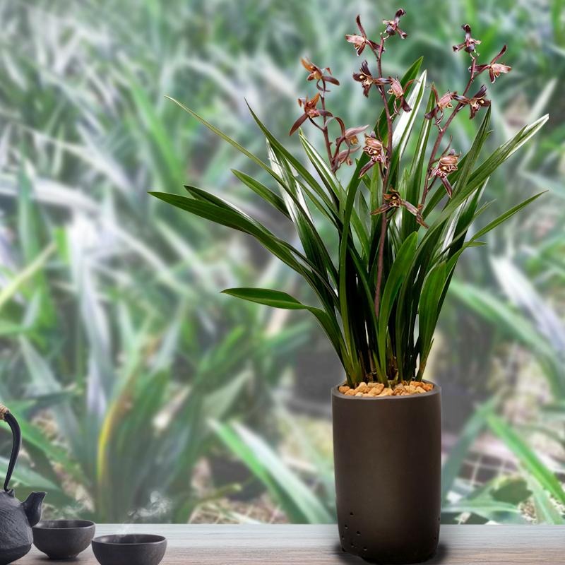 Người xưa dặn: "Giữ 5 loài hoa thịnh vượng trong nhà, may mắn kéo dài, con cháu hưởng lợi" - Ảnh 7. Người xưa dặn: "Giữ 5 loài hoa thịnh vượng trong nhà, may mắn kéo dài, con cháu hưởng lợi" - Ảnh 7.