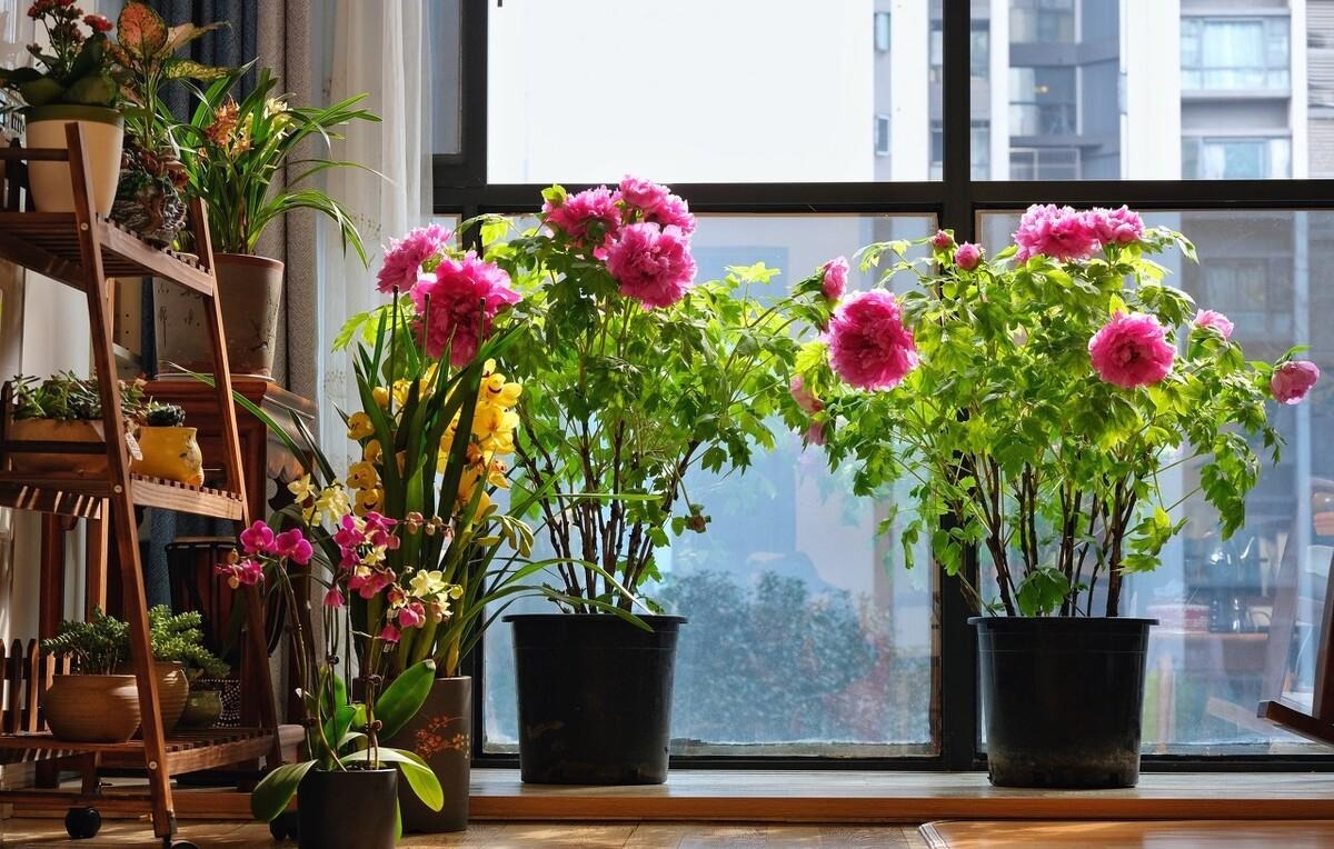 Người xưa dặn: "Giữ 5 loài hoa thịnh vượng trong nhà, may mắn kéo dài, con cháu hưởng lợi" - Ảnh 13. Người xưa dặn: "Giữ 5 loài hoa thịnh vượng trong nhà, may mắn kéo dài, con cháu hưởng lợi" - Ảnh 13.