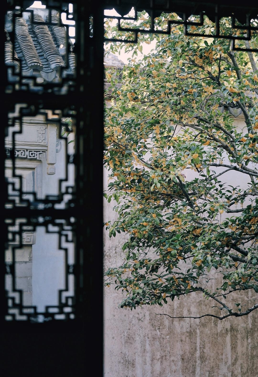 Người xưa dặn: "Giữ 5 loài hoa thịnh vượng trong nhà, may mắn kéo dài, con cháu hưởng lợi" - Ảnh 3. Người xưa dặn: "Giữ 5 loài hoa thịnh vượng trong nhà, may mắn kéo dài, con cháu hưởng lợi" - Ảnh 3.