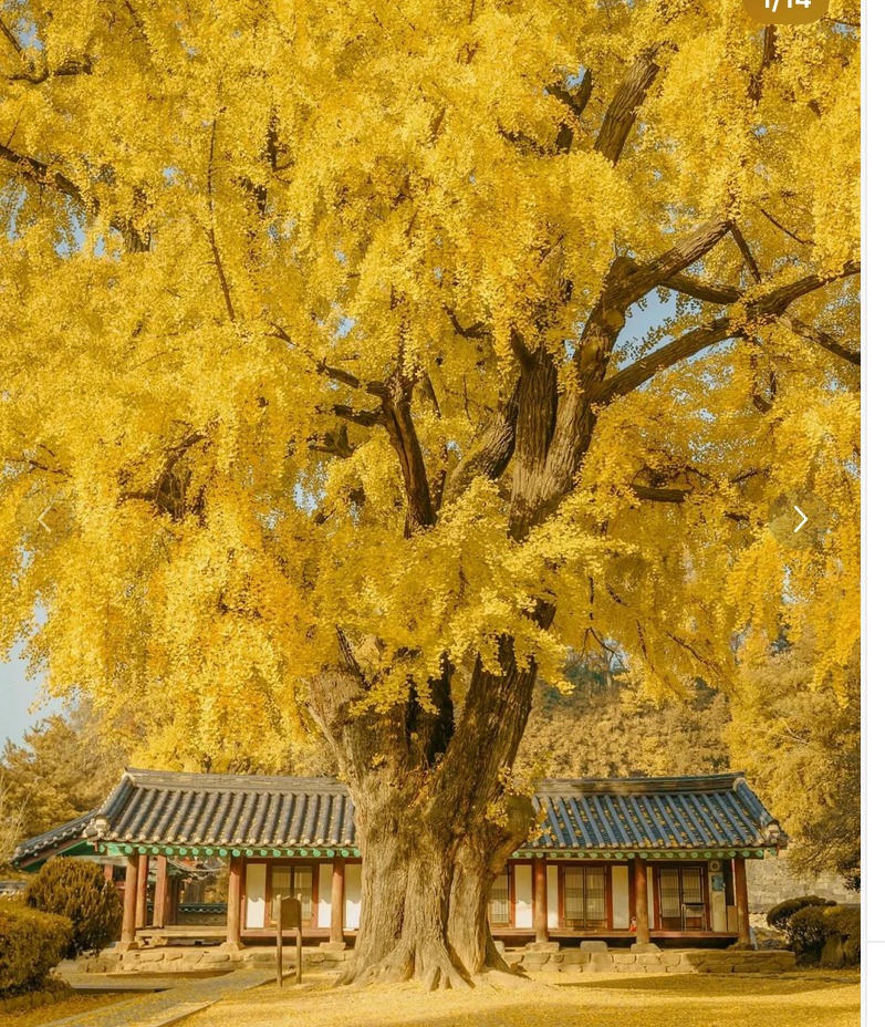 Người xưa dặn: "Nhà có cây thanh long, gia đình bình an, con cháu giàu có, thịnh vượng"- Ảnh 1. Người xưa dặn: "Nhà có cây thanh long, gia đình bình an, con cháu giàu có, thịnh vượng"- Ảnh 1.