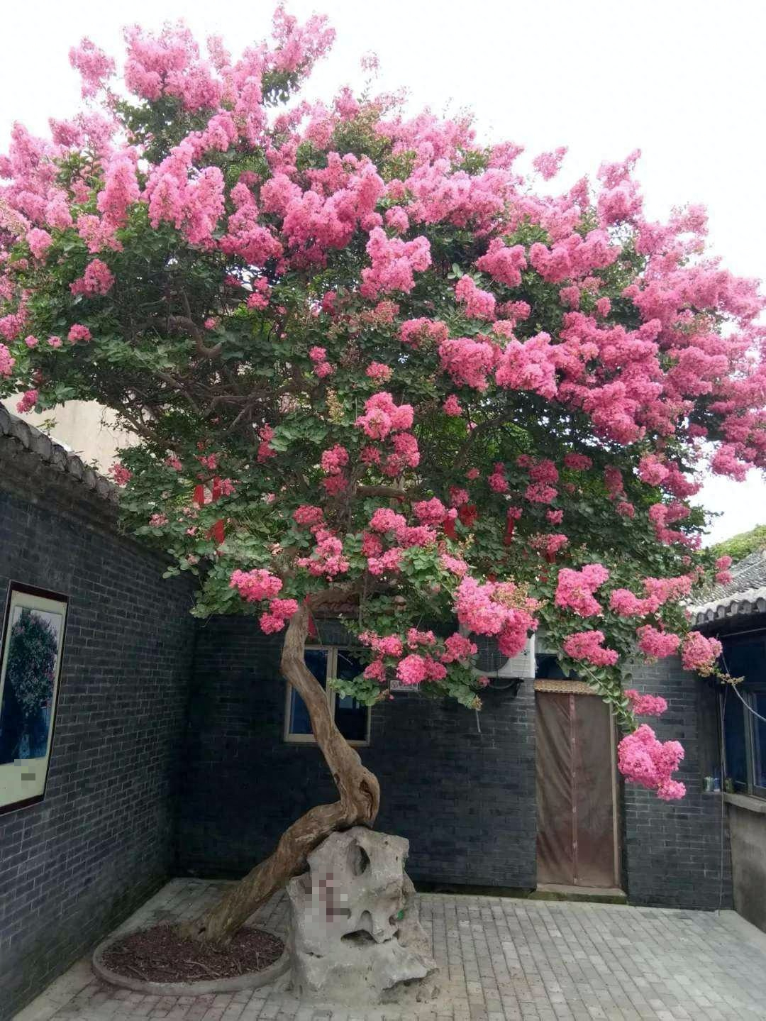 Người xưa dặn: "Nhà có cây thanh long, gia đình bình an, con cháu giàu có, thịnh vượng"- Ảnh 6. Người xưa dặn: "Nhà có cây thanh long, gia đình bình an, con cháu giàu có, thịnh vượng"- Ảnh 6.