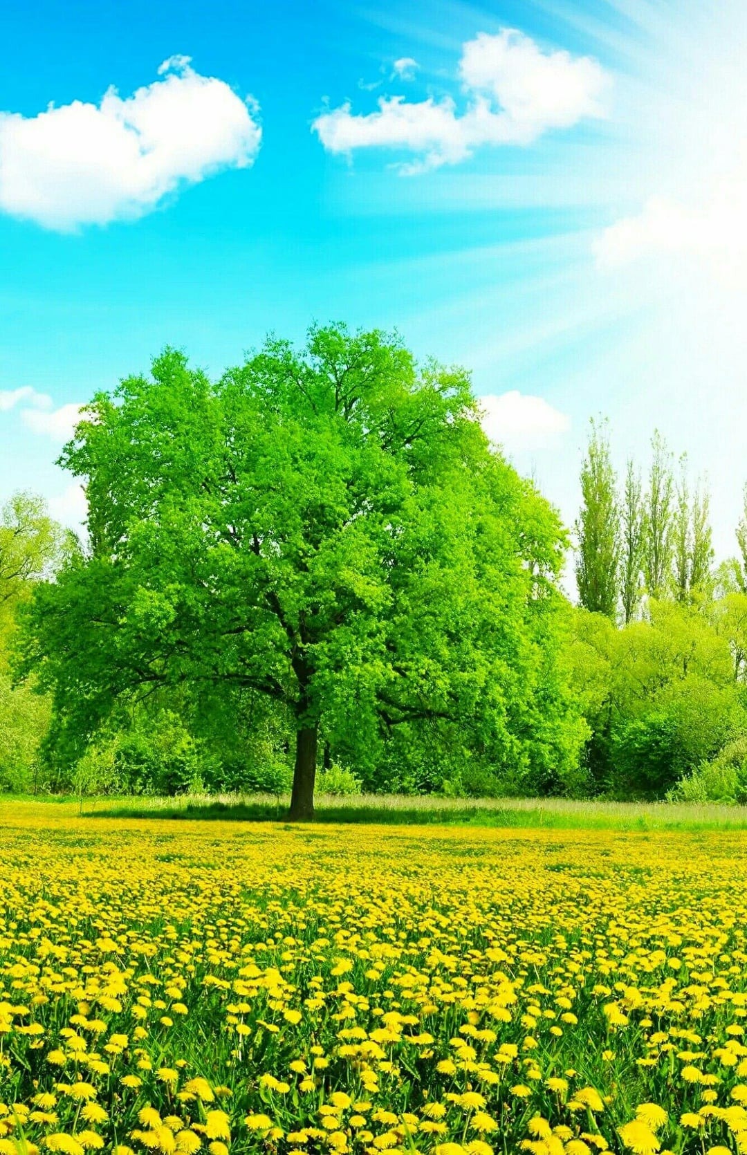 Người xưa dặn: "Nhà có cây thanh long, gia đình bình an, con cháu giàu có, thịnh vượng"- Ảnh 2. Người xưa dặn: "Nhà có cây thanh long, gia đình bình an, con cháu giàu có, thịnh vượng"- Ảnh 2.