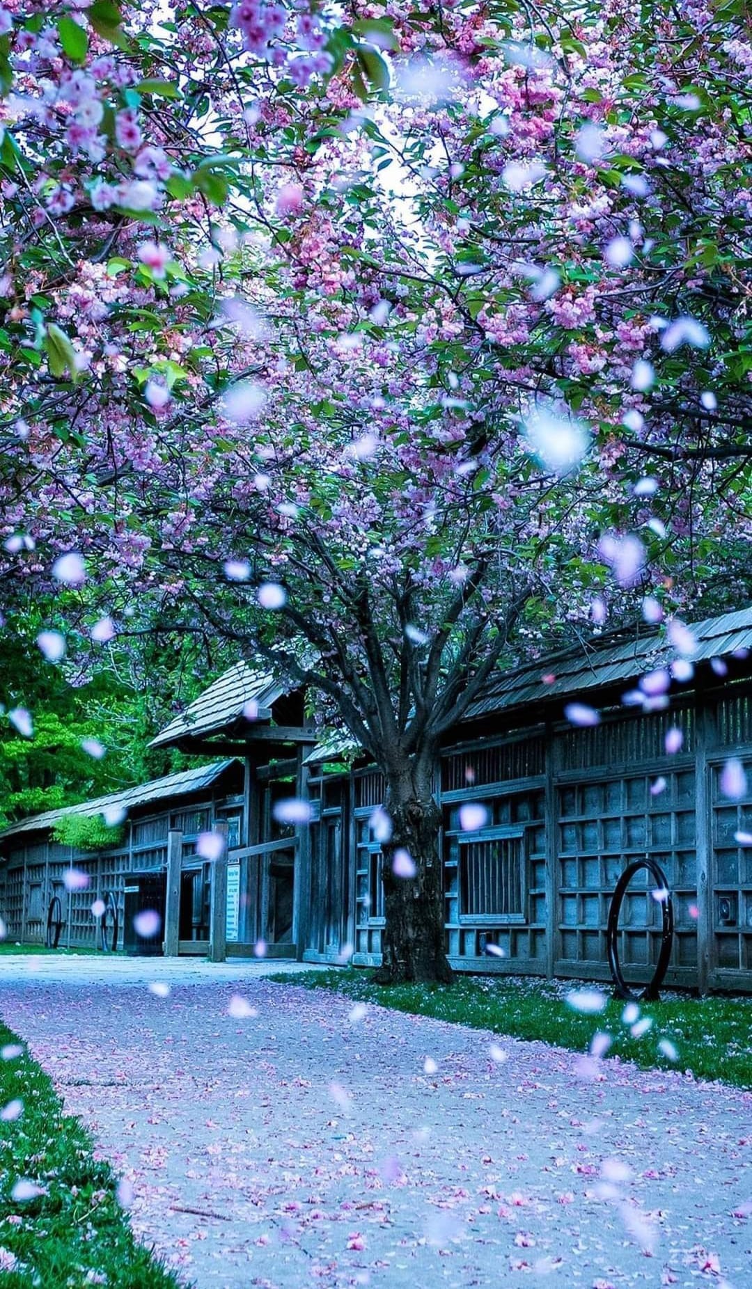 Người xưa dặn: "Nhà có cây thanh long, gia đình bình an, con cháu giàu có, thịnh vượng"- Ảnh 9. Người xưa dặn: "Nhà có cây thanh long, gia đình bình an, con cháu giàu có, thịnh vượng"- Ảnh 9.